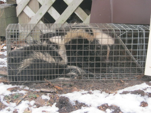skunk in trap by suburban wildlife control